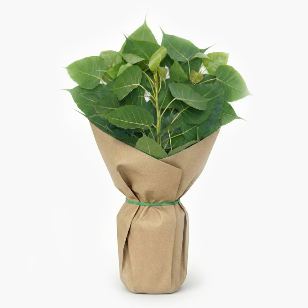 Alamo (Herb)