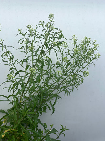 Mastuerzo   (Herb)