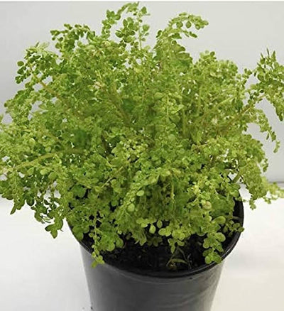 frescura herb
