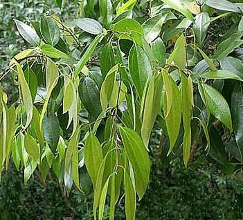 Cinnamon Leaves Herb / canela en planta