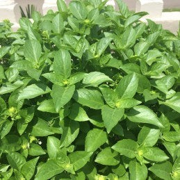 Basil Herb Albahaca Blanca planta