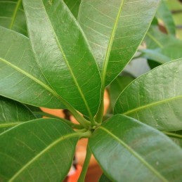 Mango Leaves (Herb)