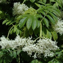 sauco plant ▷▷ Sauco Blanco (Herb)