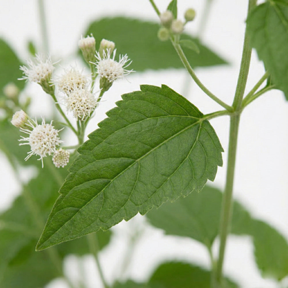 abre camino plant seeds ▷▷ Abre Camino / Road Opener (Herb)