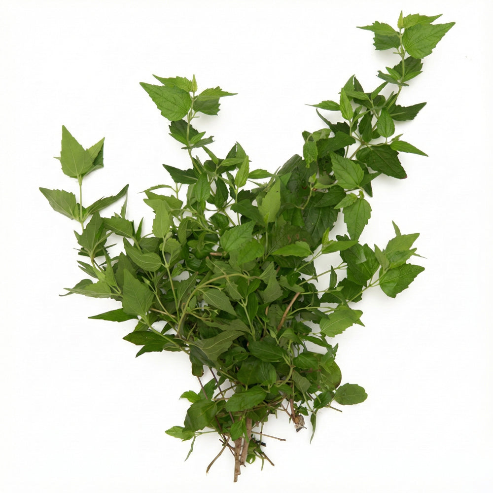 abre camino plant ▷▷ Abre Camino / Road Opener (Herb)
