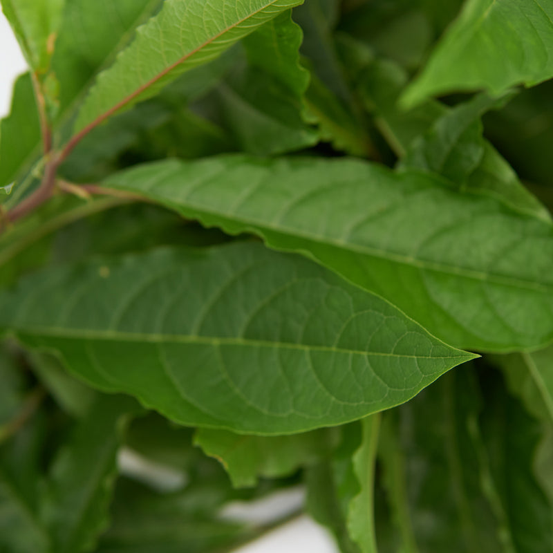 Anamu leaves