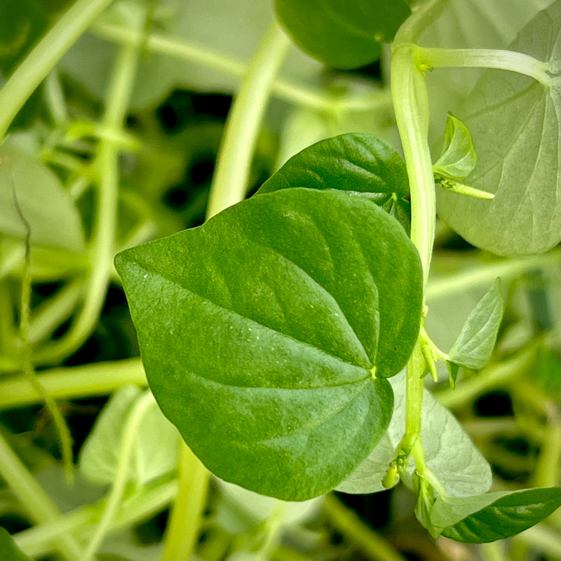 Corazon de Paloma Herb