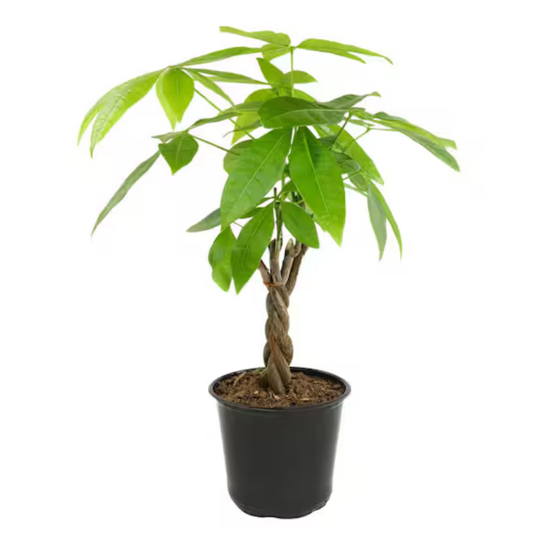 Money Tree 