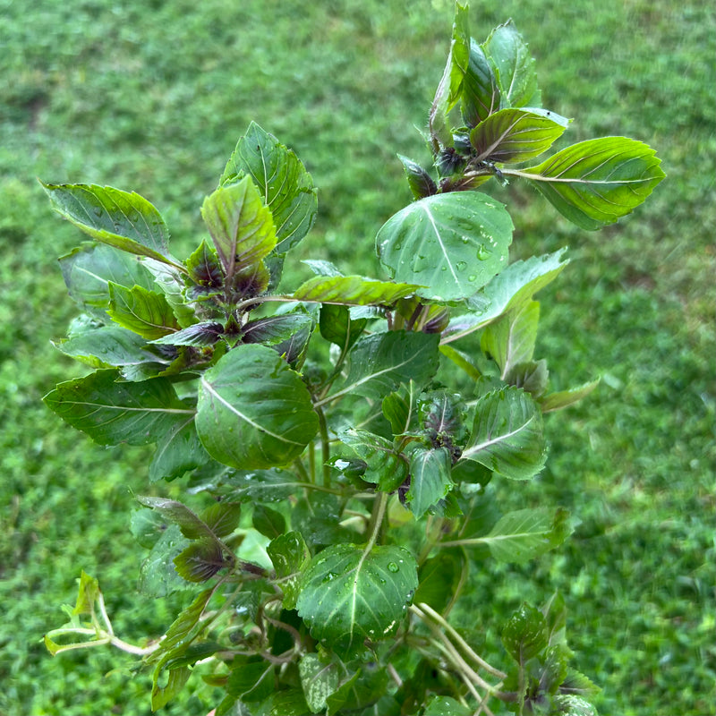 Basil  Purple Herb / albahaca morada