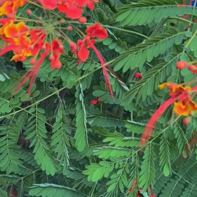 The royal poinciana (Delonix regia)