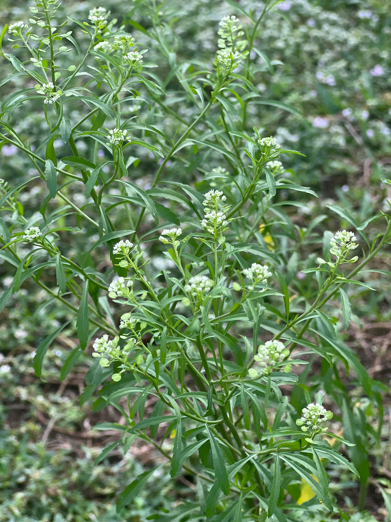 Mastuerzo   (Herb)