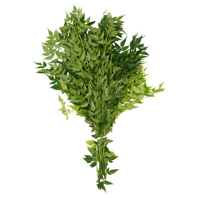 Paraiso Herb
