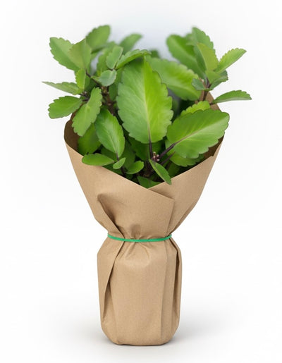 Planta de siempre viva con raíz 