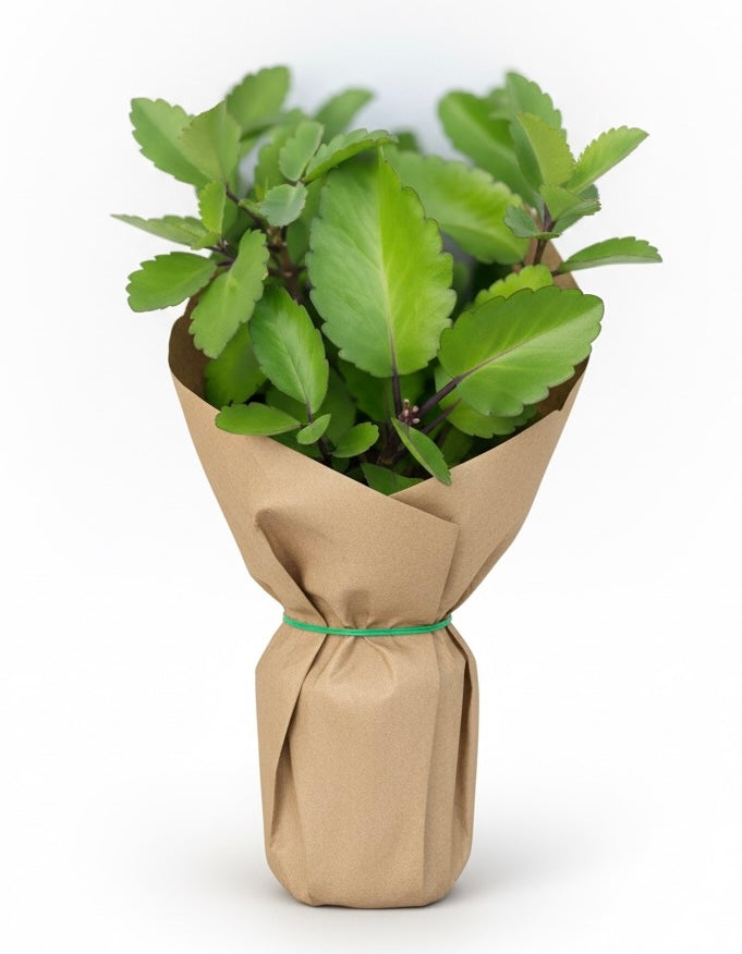 Planta de siempre viva con raíz 