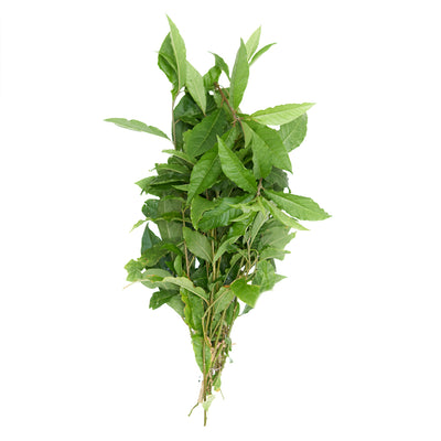Anamu herb

