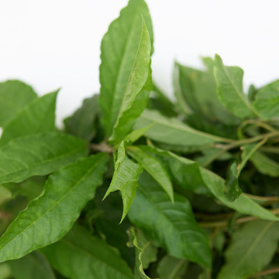Anamu plant