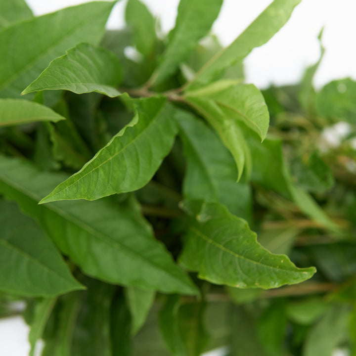 anamu plant seeds ▷▷ Anamu ( Herbs)