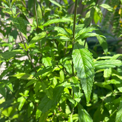 Amanza Guapo (Herb)