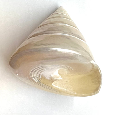 Large Mother of Pearl  Seashell