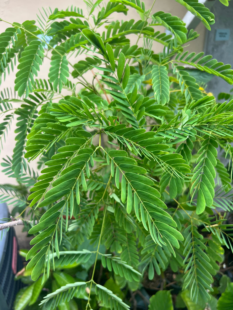 Algarrobo (Herb)