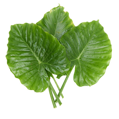 Malanga Herb