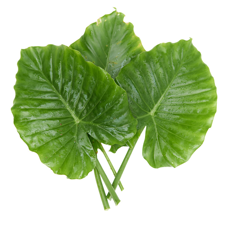 Malanga Herb