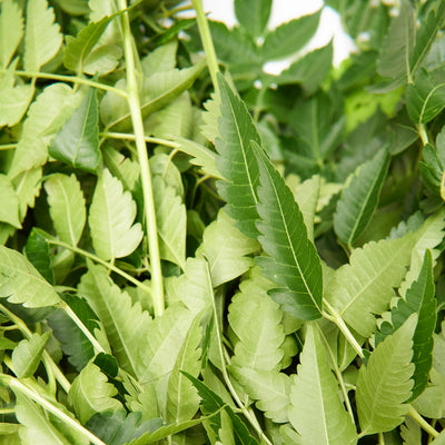 Paraiso hierba yerba
