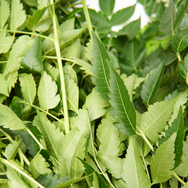 Paraiso hierba yerba
