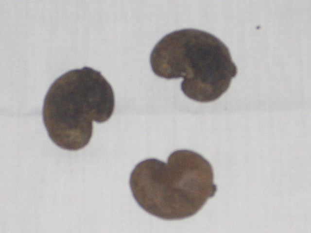 Maranon Seed ( 1 piece)