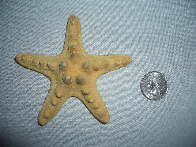 Star Fish- Medium