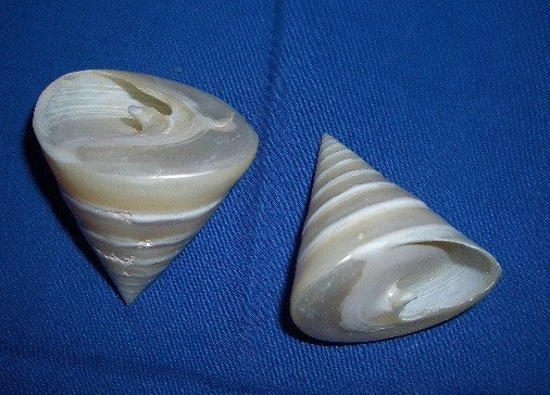 Small Mother of Pearl  Seashell