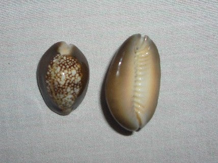 Brown Cowry Shell