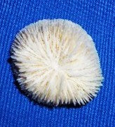 Small Brain Coral 1"