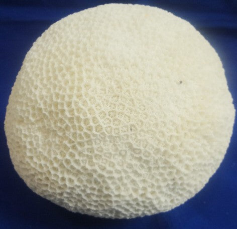 Large Brain Coral  6"-7" Diam