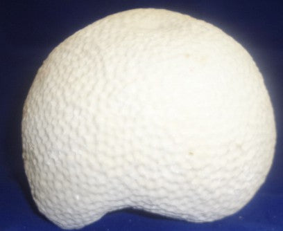 Medium Brain Coral  5"-6" Diam