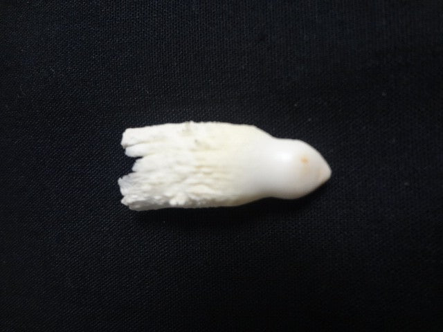 Alligator Teeth