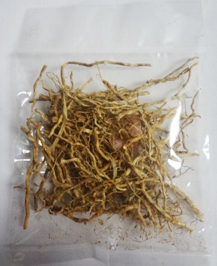 Patchouli Roots Deep Patchouli Root