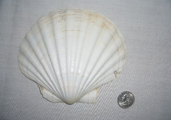 Medium Shell 4/5" aprox