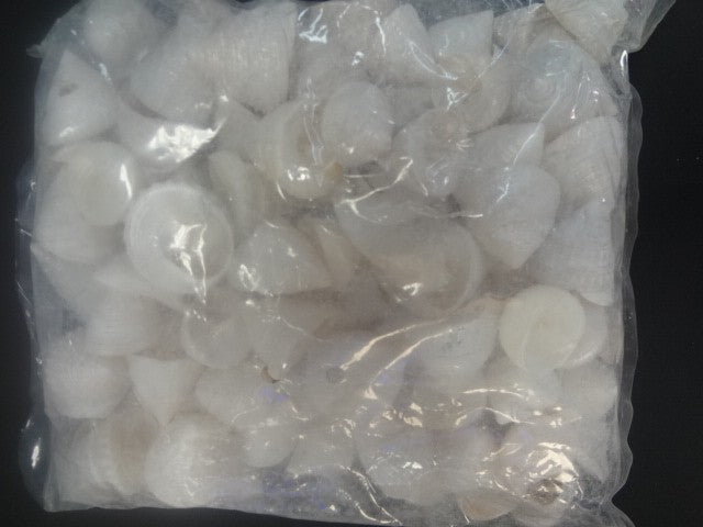 Small Mother of Pearl  Seashell package 2 pounds