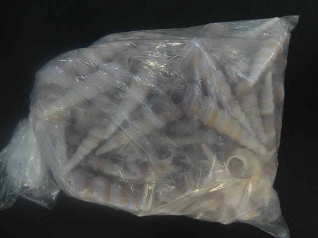 Long Striped Seashell Package 1 pound