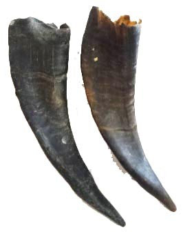 Bull horns - Tarros de buey (pareja) - Ogue 6"-8" L