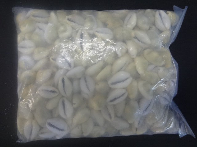 Closed Cowry Shells package 1 pound