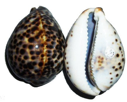 Tiger Cowry Shell 3"