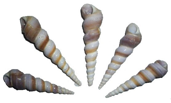 Long Striped Seashell