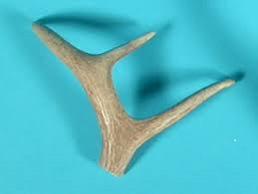 Deer Antlers each