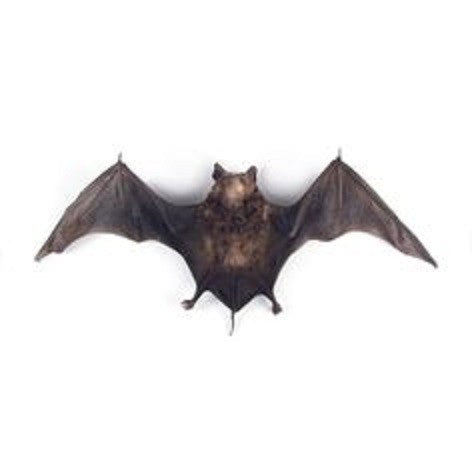 Bat (small & dried)