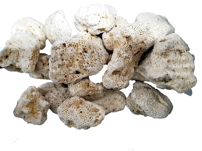 saint lazaurs corals