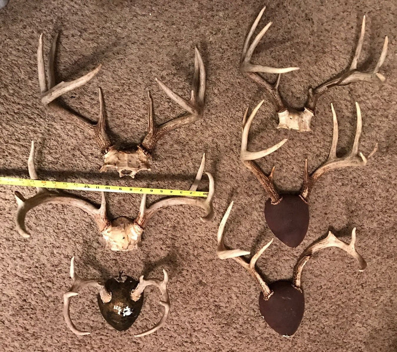 Deer Racks with Skull Cap (6 POINTS)