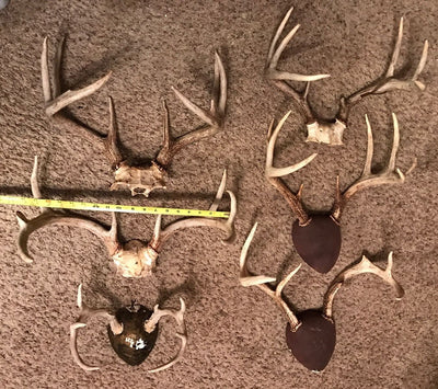 Deer Racks 