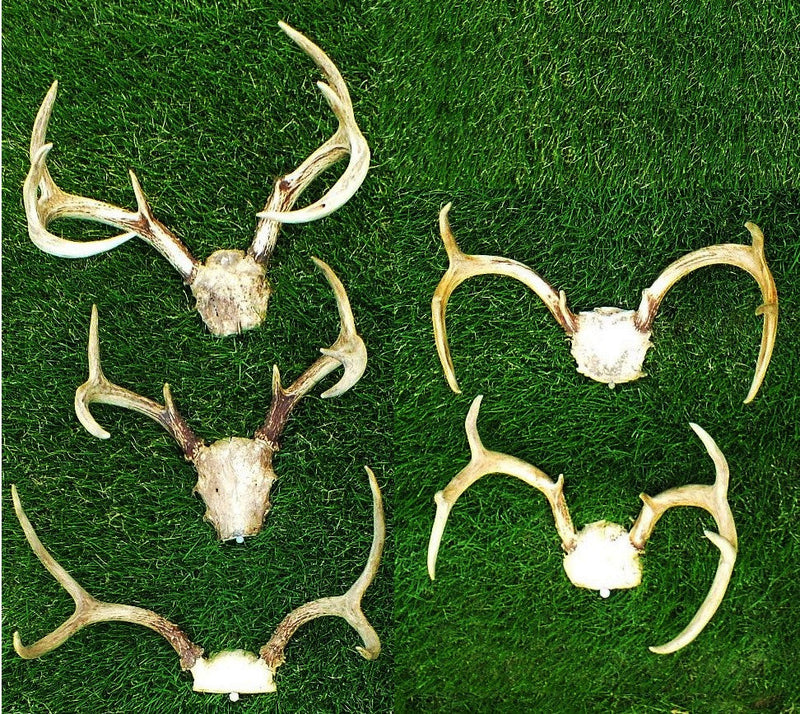 Devil Deer Rack Deer Racks with Skull Cap (8 POINTS)